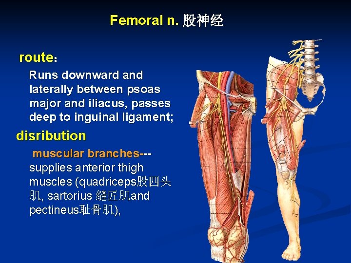 Femoral n. 股神经 route： Runs downward and laterally between psoas major and iliacus, passes