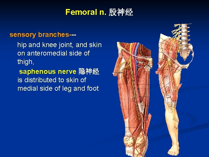 Femoral n. 股神经 sensory branches--hip and knee joint, and skin on anteromedial side of