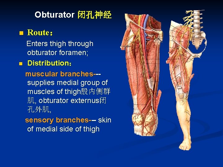 Obturator 闭孔神经 n Route： Enters thigh through obturator foramen; n Distribution： muscular branches--supplies medial