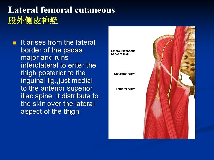 Lateral femoral cutaneous 股外侧皮神经 n It arises from the lateral border of the psoas