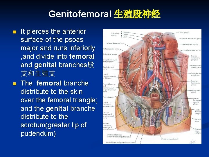 Genitofemoral 生殖股神经 n n It pierces the anterior surface of the psoas major and