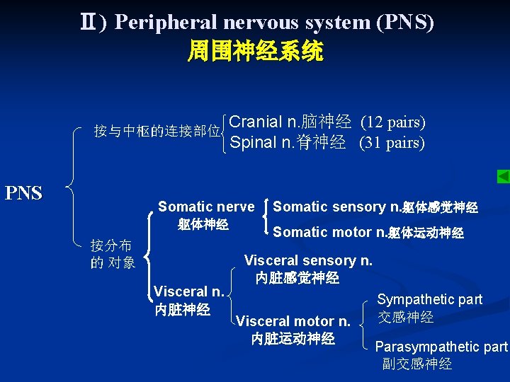 Ⅱ) Peripheral nervous system (PNS) 周围神经系统 按与中枢的连接部位 PNS Cranial n. 脑神经 (12 pairs) Spinal