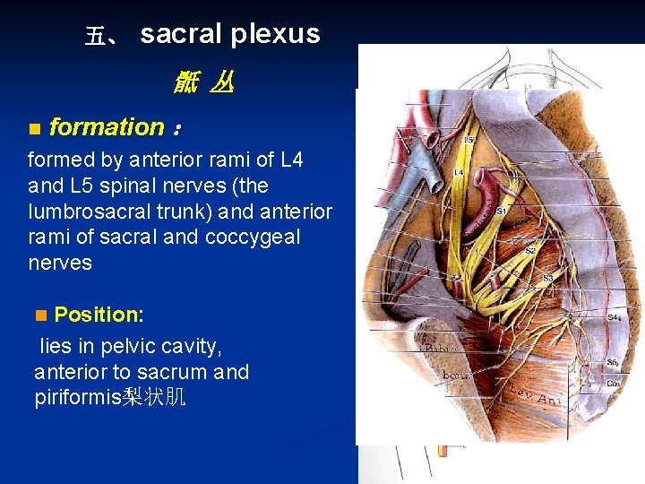 五、 sacral plexus 骶 丛 n formation : formed by anterior rami of L 五、 sacral plexus 骶 丛 n formation : formed by anterior rami of L