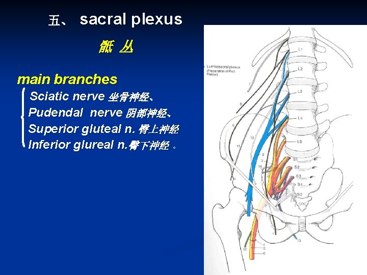 五、 sacral plexus 骶 丛 main branches Sciatic nerve 坐骨神经、 Pudendal nerve 阴部神经、 Superior