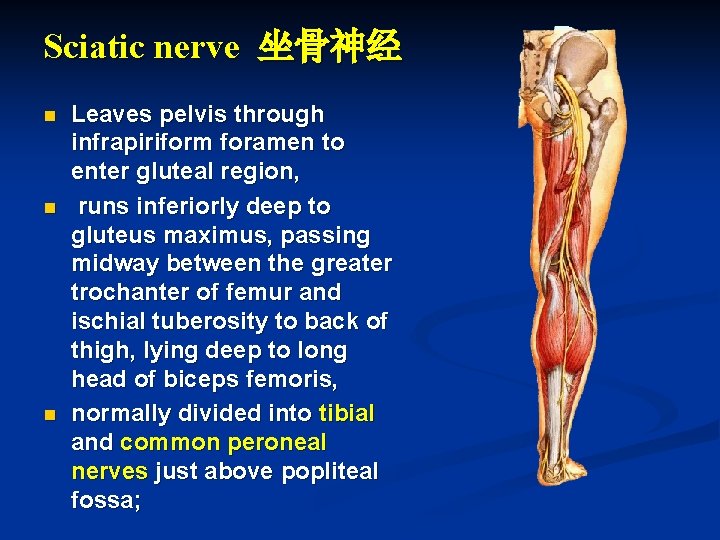 Sciatic nerve 坐骨神经 n n n Leaves pelvis through infrapiriform foramen to enter gluteal