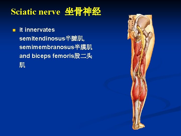 Sciatic nerve 坐骨神经 n it innervates semitendinosus半腱肌, semimembranosus半膜肌 and biceps femoris股二头 肌 