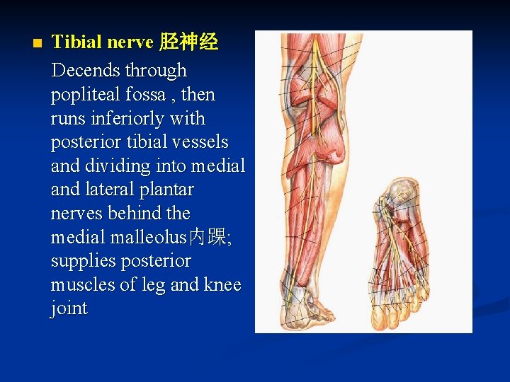 n Tibial nerve 胫神经 Decends through popliteal fossa , then runs inferiorly with posterior