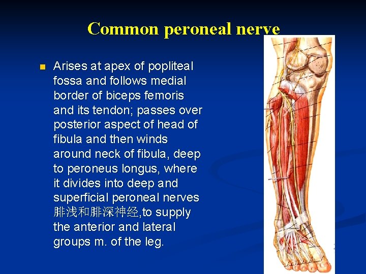 Common peroneal nerve n Arises at apex of popliteal fossa and follows medial border