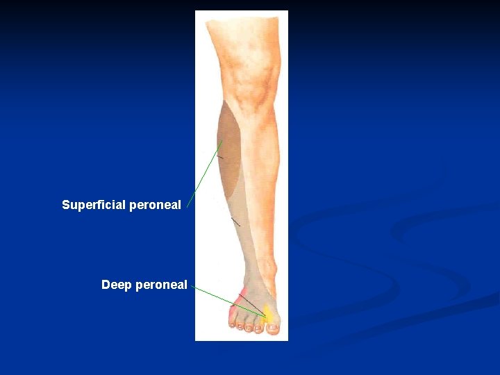 Superficial peroneal Deep peroneal 