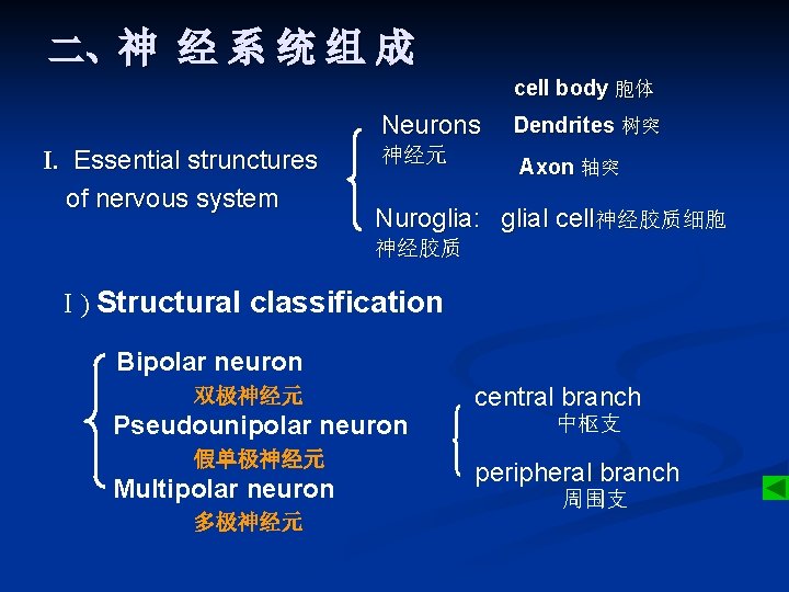 二、神 经 系 统 组 成 cell body 胞体 Neurons I. Essential strunctures of