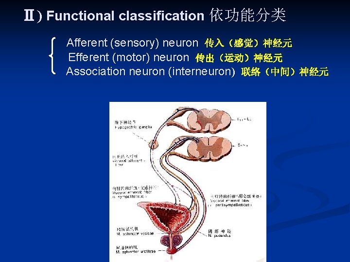 Ⅱ) Functional classification 依功能分类 Afferent (sensory) neuron 传入(感觉)神经元 Efferent (motor) neuron 传出(运动)神经元 Association neuron Ⅱ) Functional classification 依功能分类 Afferent (sensory) neuron 传入(感觉)神经元 Efferent (motor) neuron 传出(运动)神经元 Association neuron