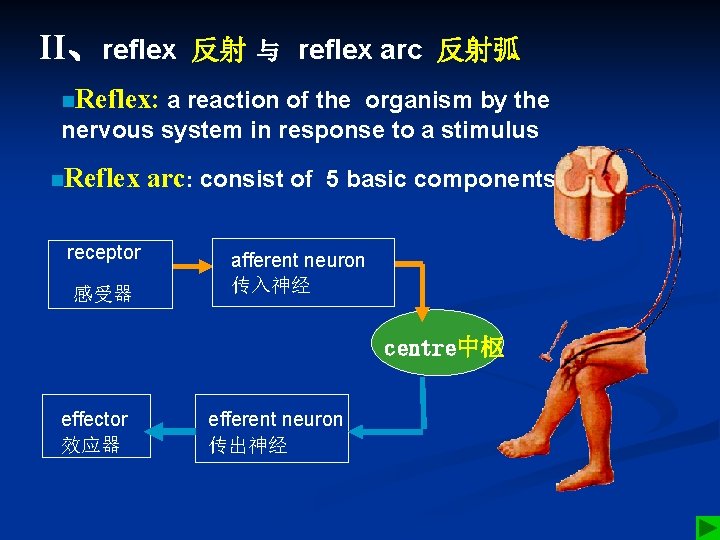 II、reflex 反射 与 reflex arc 反射弧 n. Reflex: a reaction of the organism by