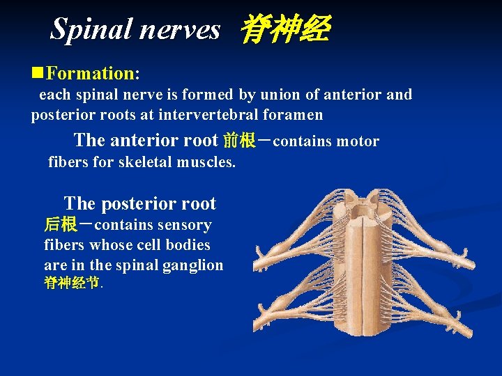 Spinal nerves 脊神经 n. Formation: each spinal nerve is formed by union of anterior