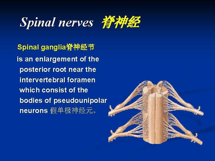 Spinal nerves 脊神经 Spinal ganglia脊神经节 is an enlargement of the posterior root near the