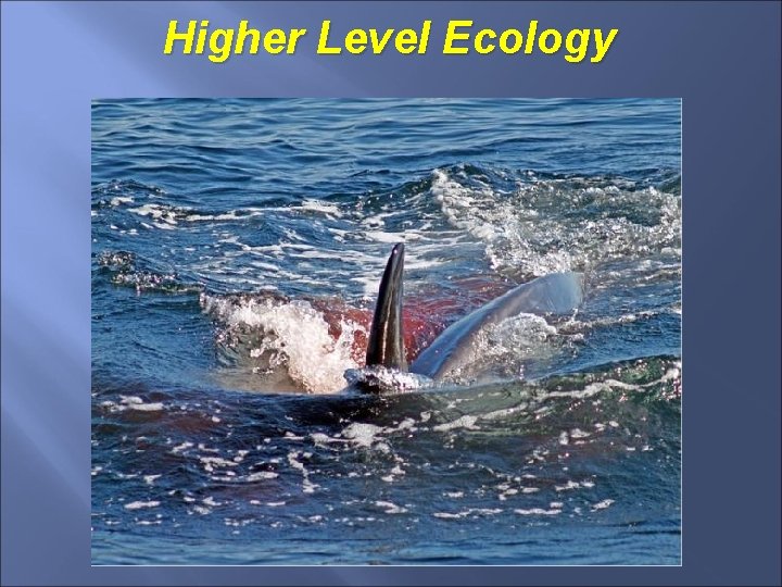 Higher Level Ecology 