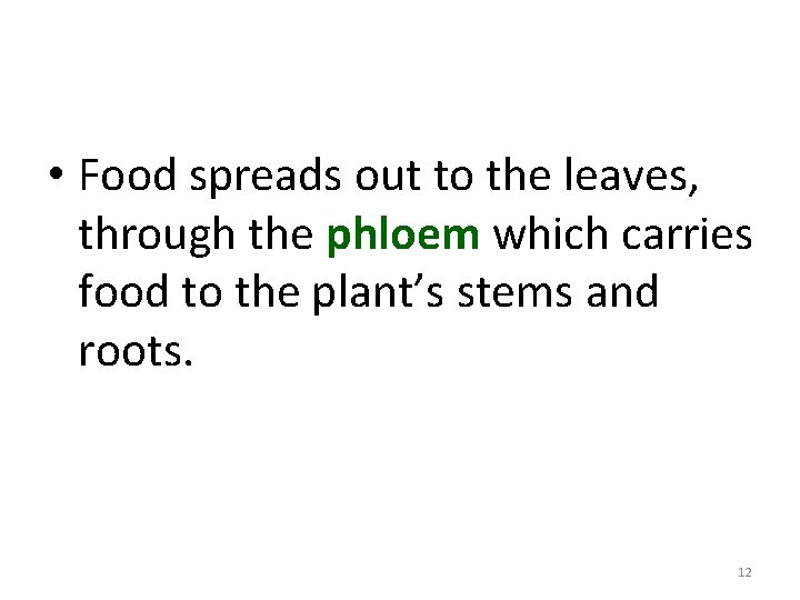  • Food spreads out to the leaves, through the phloem which carries food