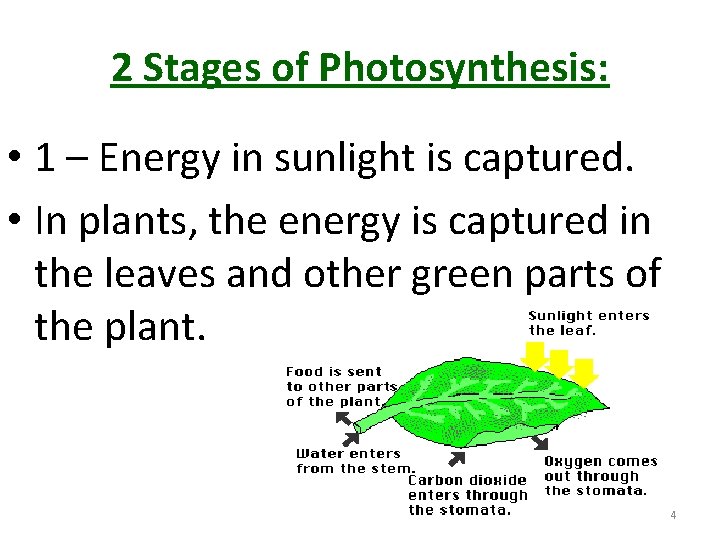 2 Stages of Photosynthesis: • 1 – Energy in sunlight is captured. • In