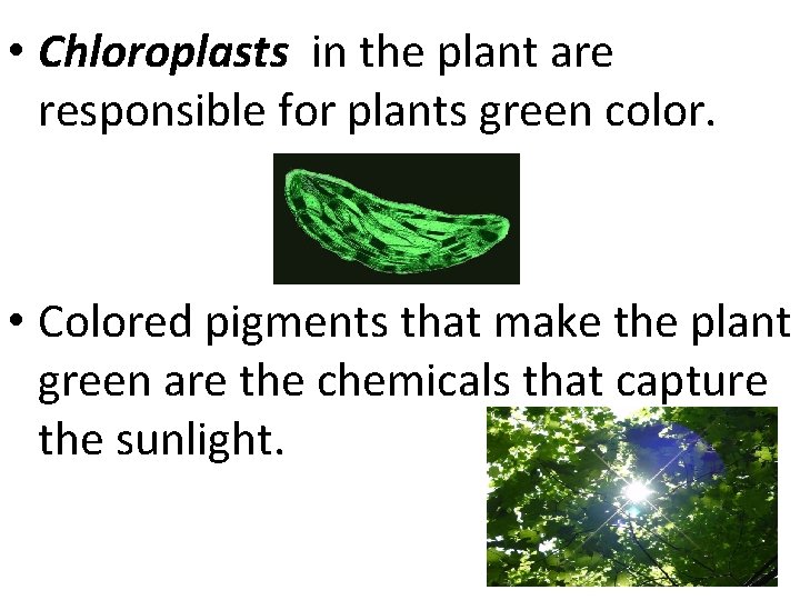  • Chloroplasts in the plant are responsible for plants green color. • Colored