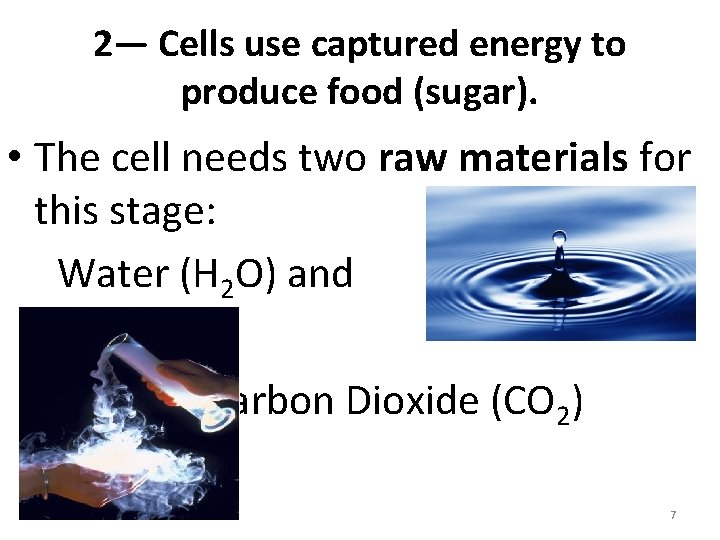 2— Cells use captured energy to produce food (sugar). • The cell needs two
