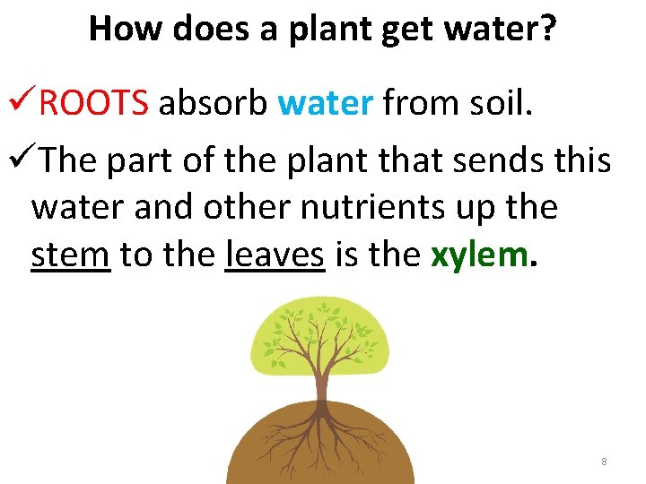 How does a plant get water? üROOTS absorb water from soil. üThe part of