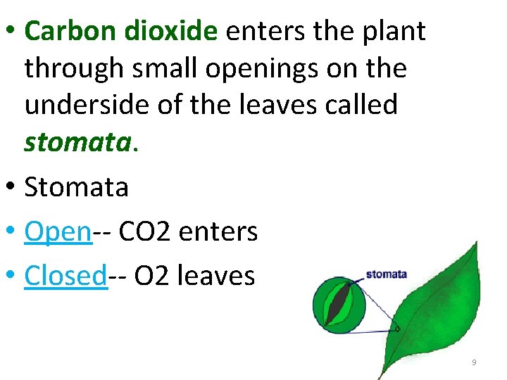  • Carbon dioxide enters the plant through small openings on the underside of