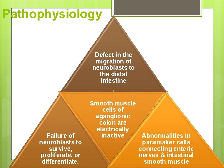 Pathophysiology Defect in the migration of neuroblasts to the distal intestine. Failure of neuroblasts