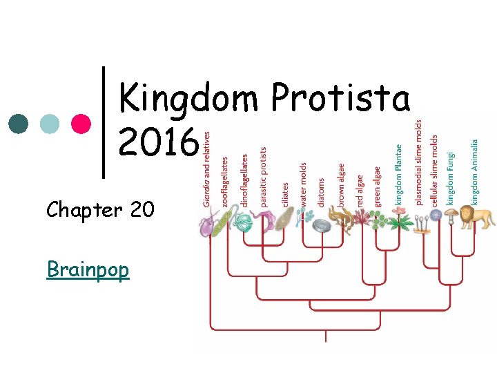 Kingdom Protista 2016 Chapter 20 Brainpop 