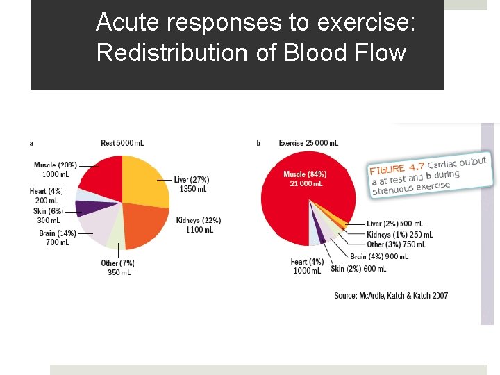 Acute responses to exercise: Redistribution of Blood Flow 