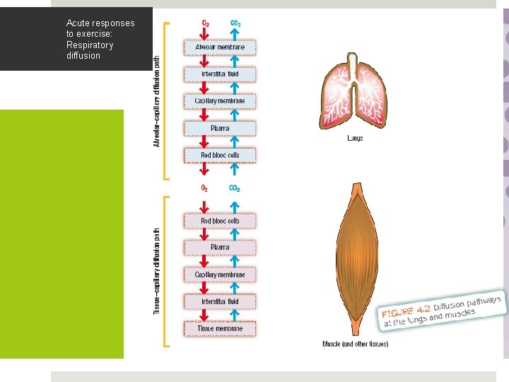 Acute responses to exercise: Respiratory diffusion 