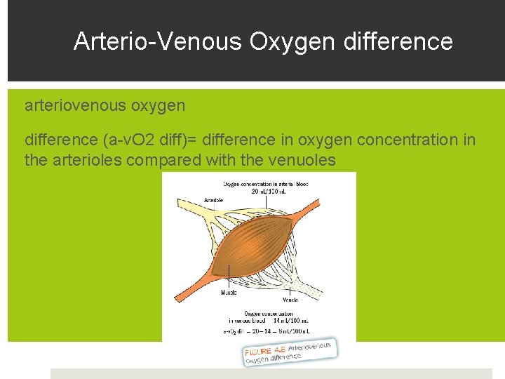 Arterio-Venous Oxygen difference arteriovenous oxygen difference (a-v. O 2 diff)= difference in oxygen concentration