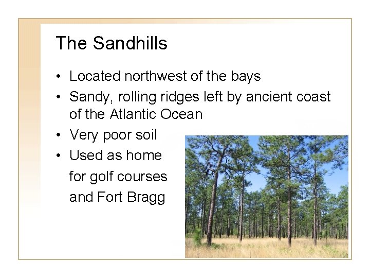 The Sandhills • Located northwest of the bays • Sandy, rolling ridges left by