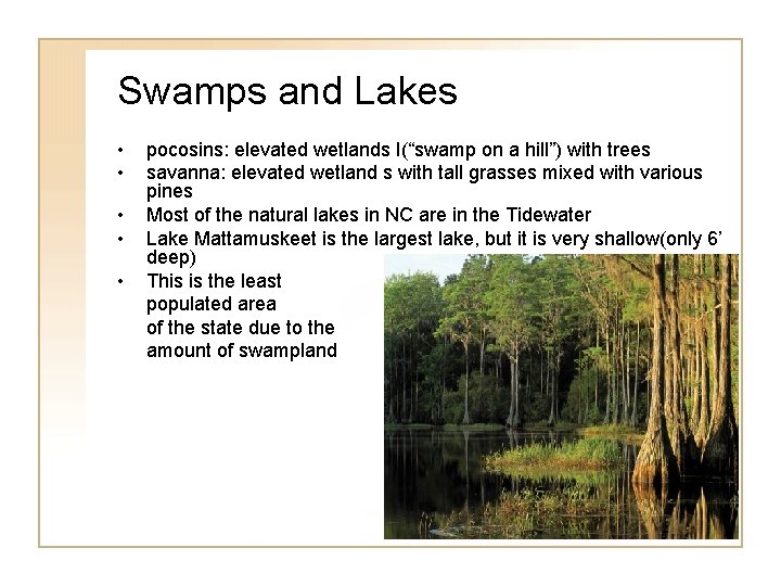 Swamps and Lakes • • • pocosins: elevated wetlands I(“swamp on a hill”) with