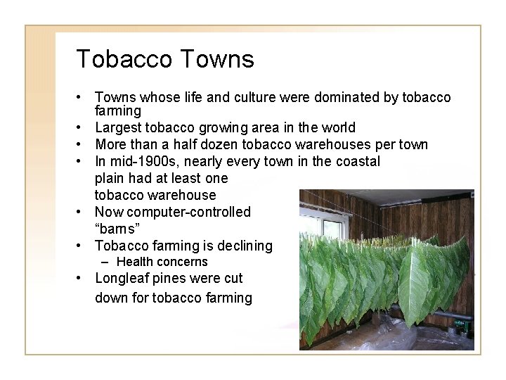 Tobacco Towns • Towns whose life and culture were dominated by tobacco farming •