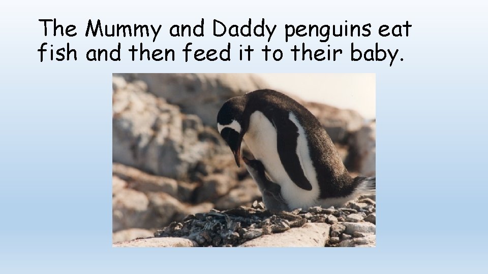 The Mummy and Daddy penguins eat fish and then feed it to their baby.