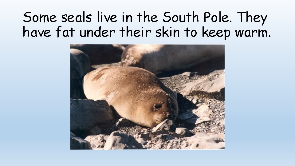 Some seals live in the South Pole. They have fat under their skin to