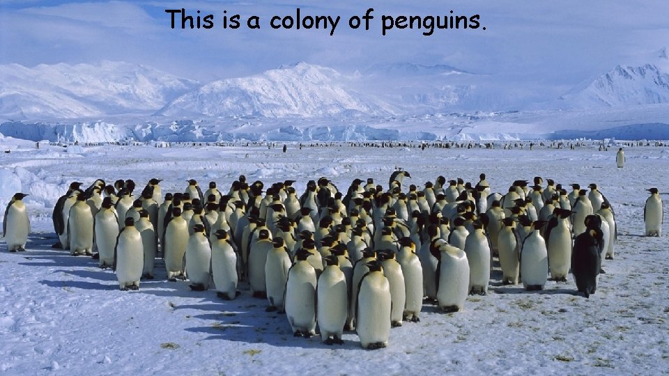 This is a colony of penguins. 