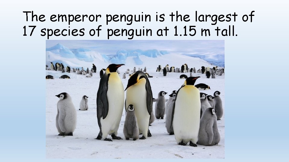 The emperor penguin is the largest of 17 species of penguin at 1. 15