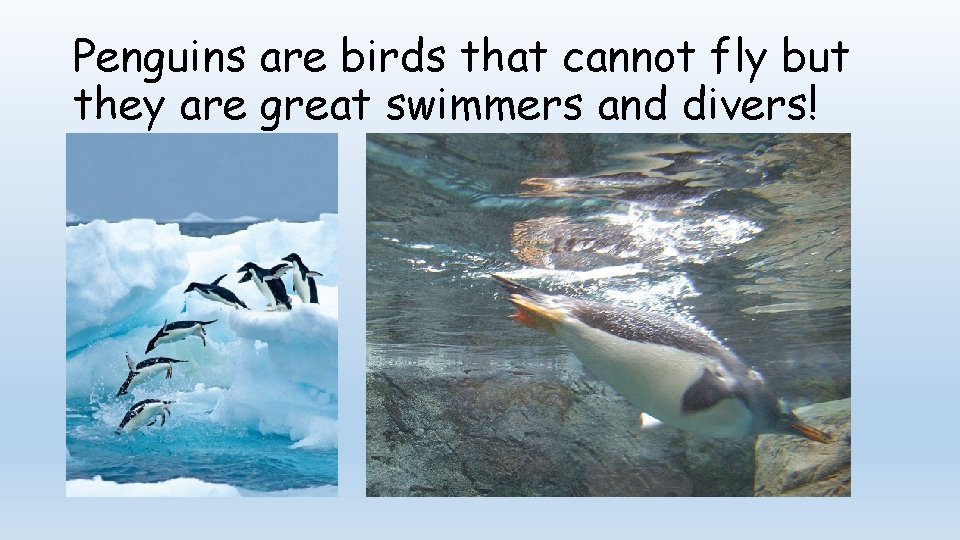 Penguins are birds that cannot fly but they are great swimmers and divers! 