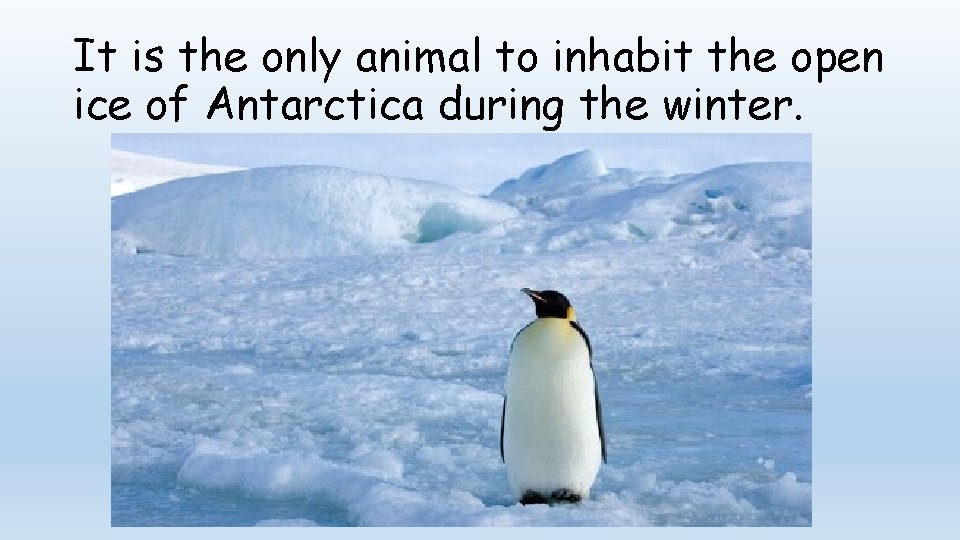 It is the only animal to inhabit the open ice of Antarctica during the