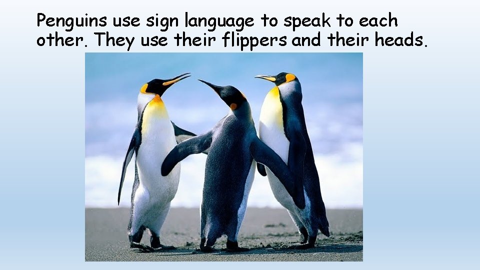 Penguins use sign language to speak to each other. They use their flippers and