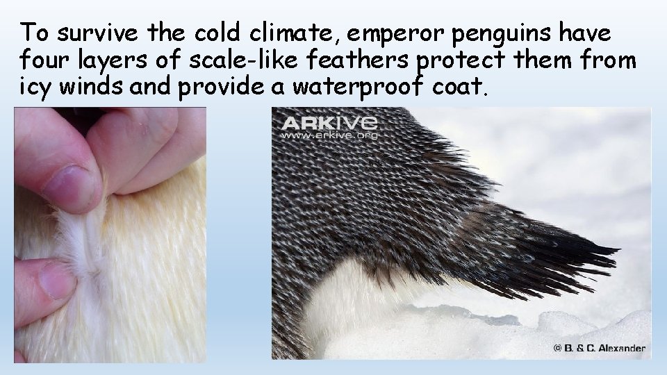 To survive the cold climate, emperor penguins have four layers of scale-like feathers protect