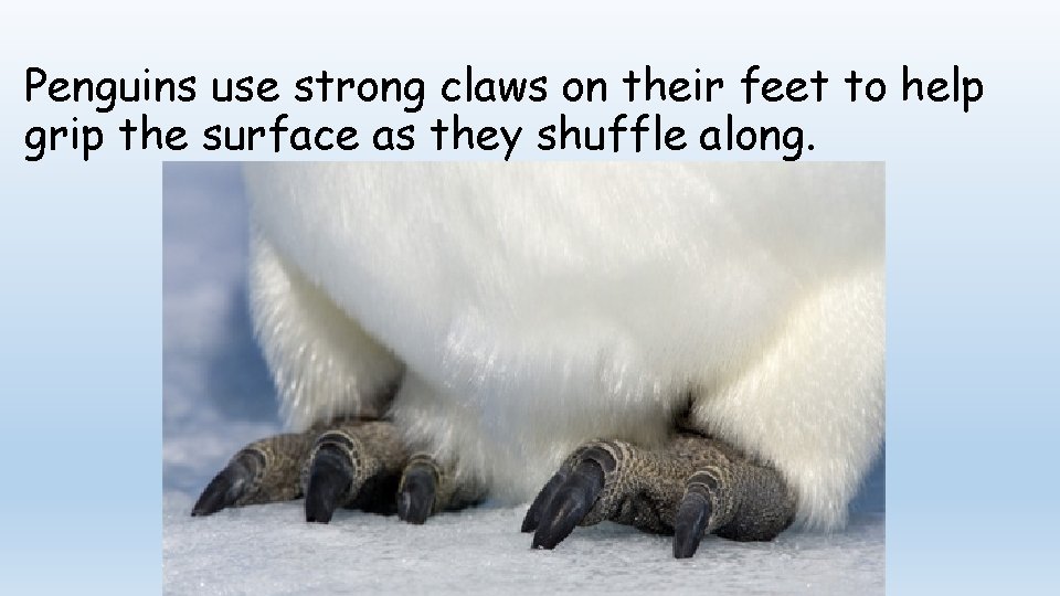 Penguins use strong claws on their feet to help grip the surface as they