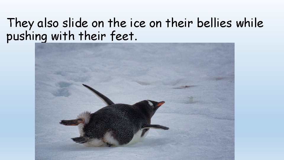 They also slide on the ice on their bellies while pushing with their feet.
