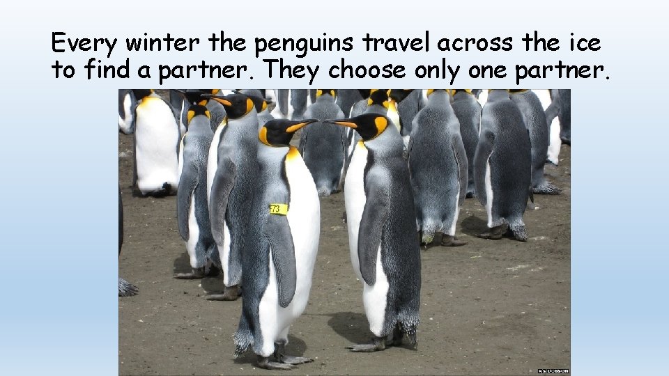 Every winter the penguins travel across the ice to find a partner. They choose