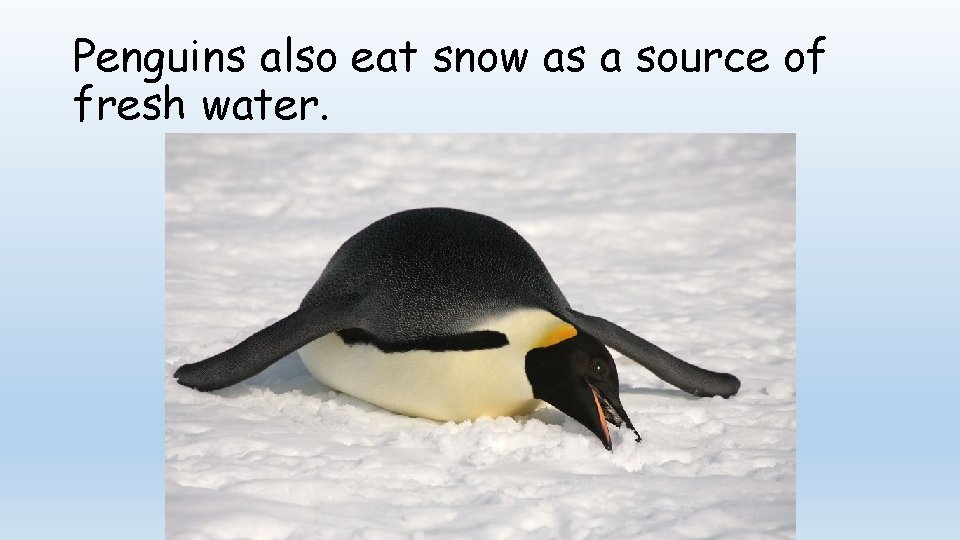 Penguins also eat snow as a source of fresh water. 
