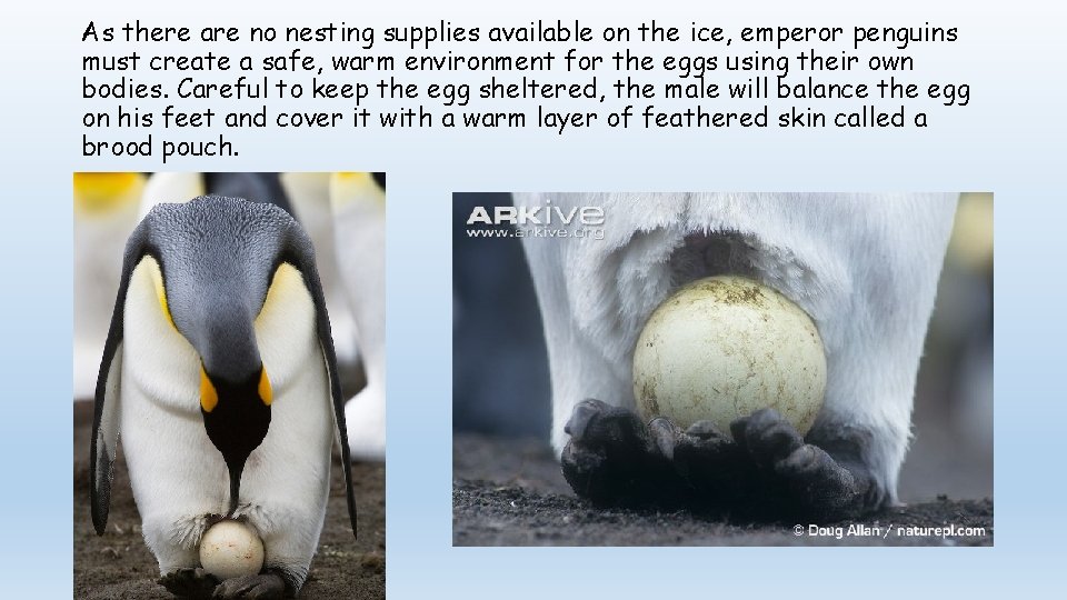 As there are no nesting supplies available on the ice, emperor penguins must create