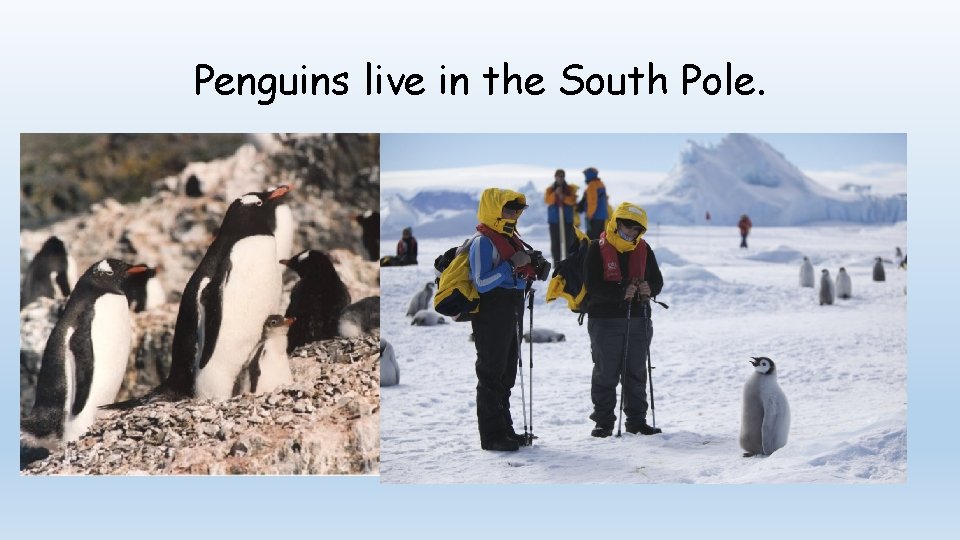 Penguins live in the South Pole. 
