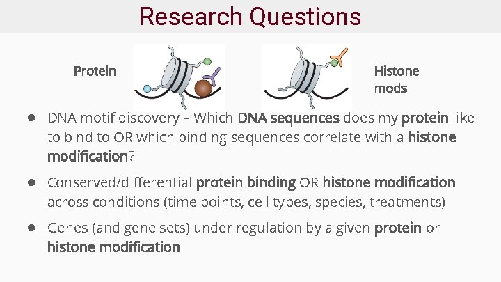 Research Questions Protein Histone mods ● DNA motif discovery – Which DNA sequences does