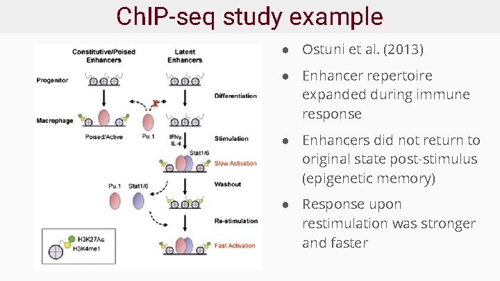 Ch. IP-seq study example ● Ostuni et al. (2013) ● Enhancer repertoire expanded during