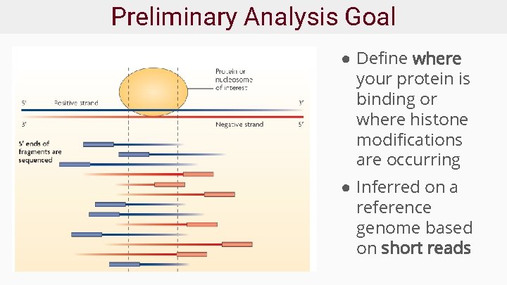 Preliminary Analysis Goal ● Define where your protein is binding or where histone modifications